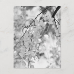 Black and White Blossom Branch Postcard
