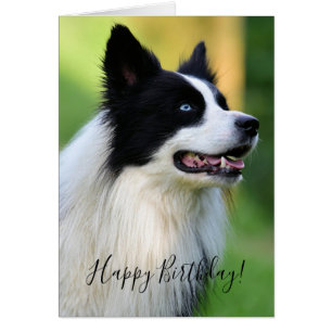 Black and White Border Collie Dog