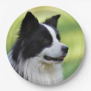 Black and White Border Collie Dog Paper Plate