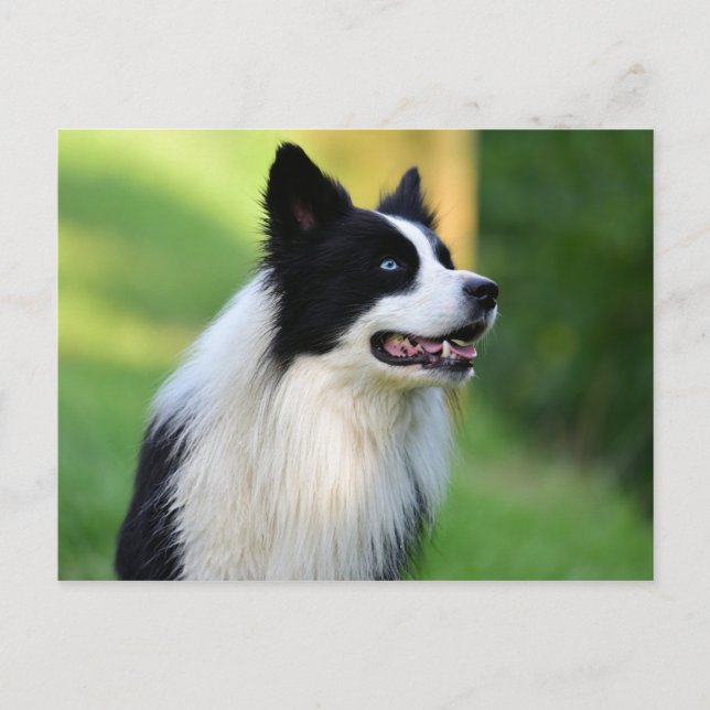 Black and White Border Collie Dog Postcard (Front)