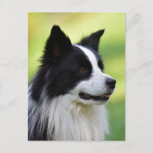 Black and White Border Collie Dog Postcard