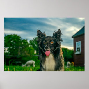 Black and White Border Collie Dog Poster