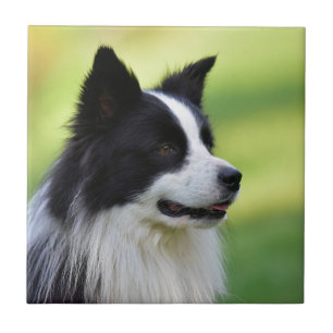 Black and White Border Collie Dog Tile