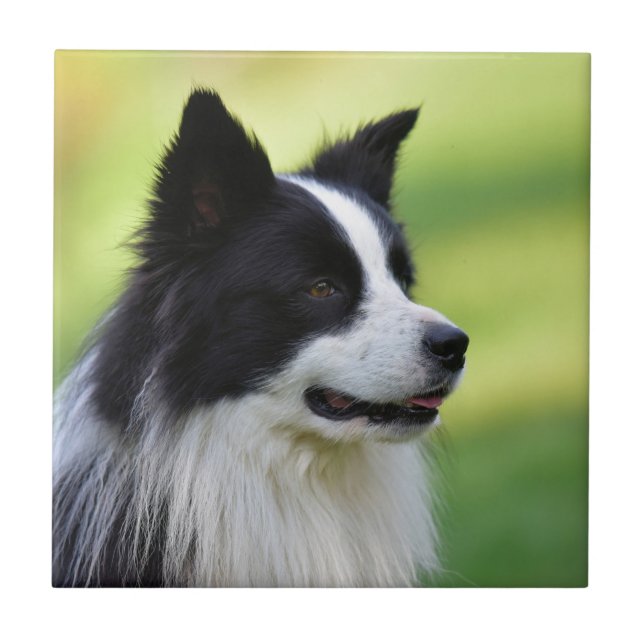 Black and White Border Collie Dog Tile (Front)