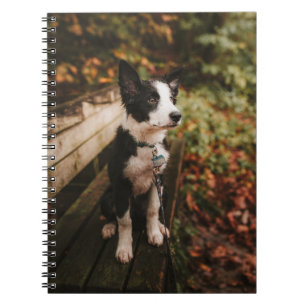 Black and White Border Collie on Park Bench Notebook