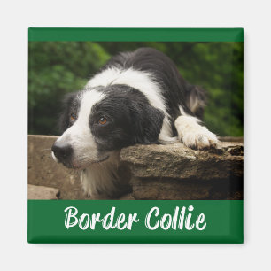 Black And White Border Collie Puppy Dog Green Magnet