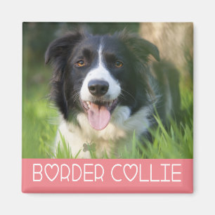 Black And White Border Collie Puppy Dog Pink Magnet