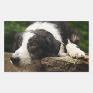Black And White Border Collie Puppy Dog Stickers