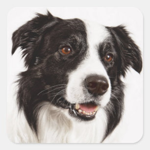 Black And White Border Collie Puppy Dog Stickers