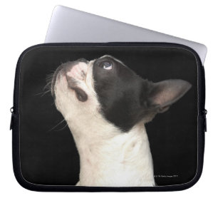 Black and white Boston Terrier looking up Laptop Sleeve