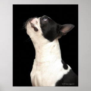Black and white Boston Terrier looking up Poster