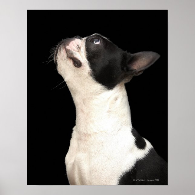 Black and white Boston Terrier looking up Poster (Front)