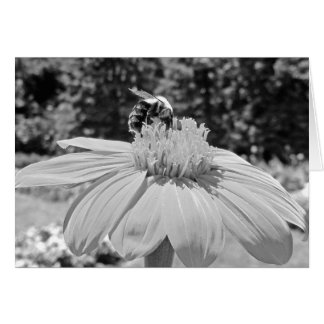 Black and White Busy Bee and Flower Card