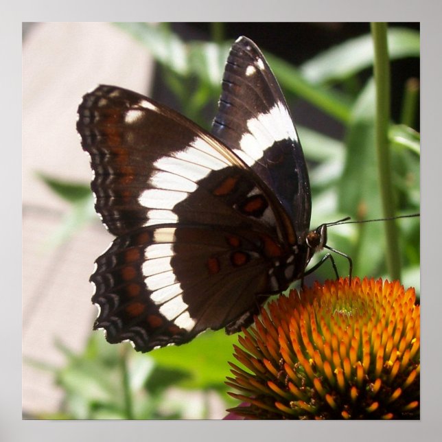 Black and White Butterfly  49 Poster (Front)