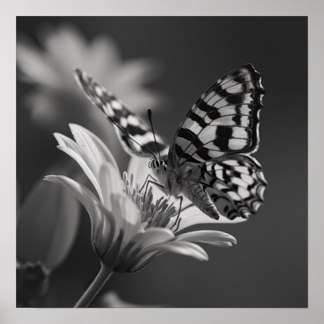 Black and White Butterfly and Flower Poster (Front)
