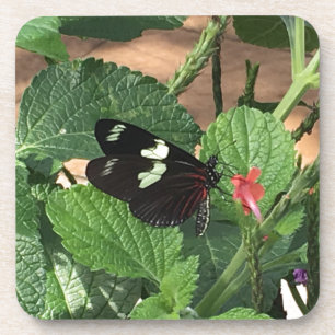 Black and white butterfly beauty coaster