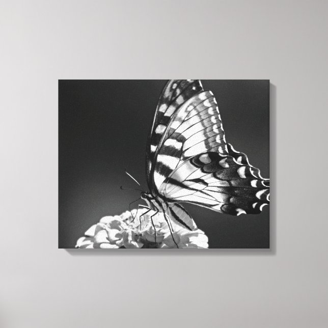 Black and White Butterfly Canvas Print (Front)
