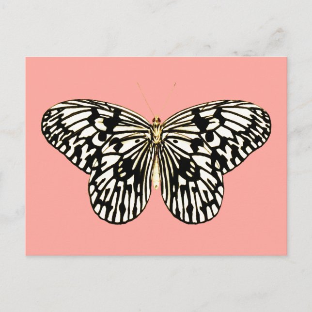 Black and white butterfly,coral pink background postcard (Front)