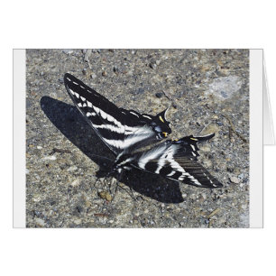 Black and White Butterfly on Concrete