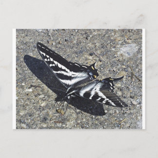 Black and White Butterfly on Concrete Postcard
