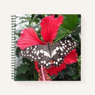 Black and White Butterfly on Hibiscus Notebook