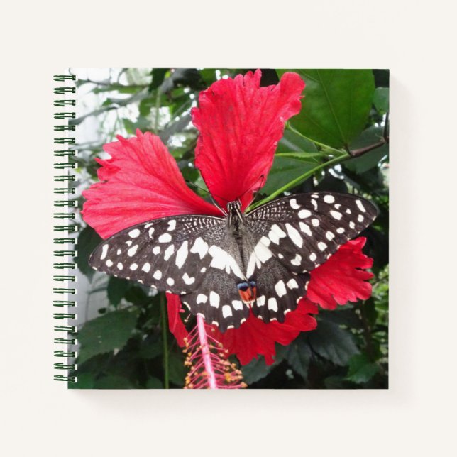 Black and White Butterfly on Hibiscus Notebook (Front)