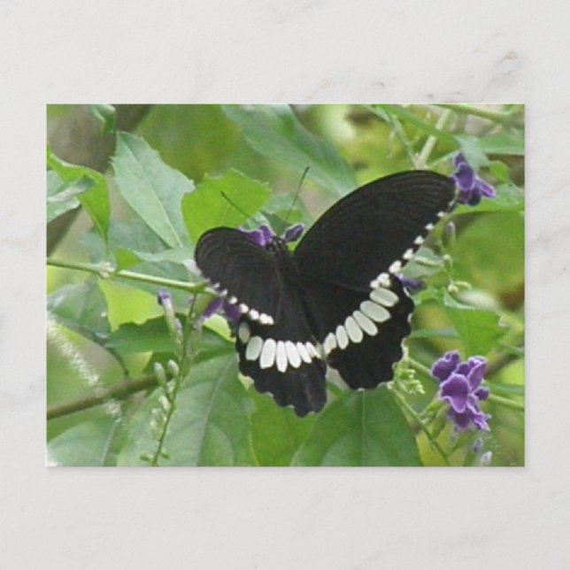 Black and White Butterfly Postcard (Front)