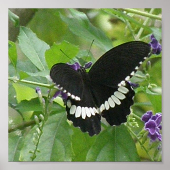 Black and White Butterfly Print (Front)