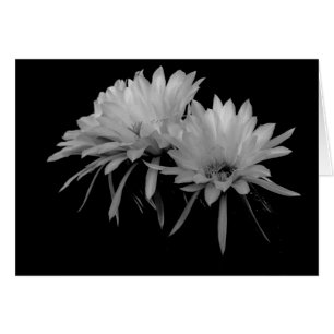 Black and White Cactus blooms