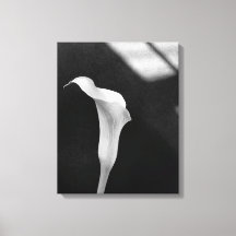 Black and White Calla Lily
