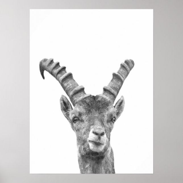 Black and white capricorn animal portrait poster (Front)