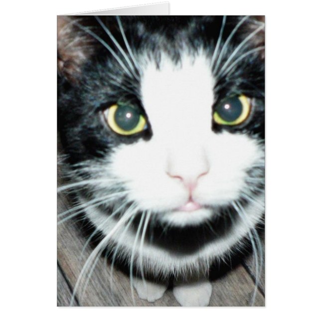 Black And White Cat (Front)