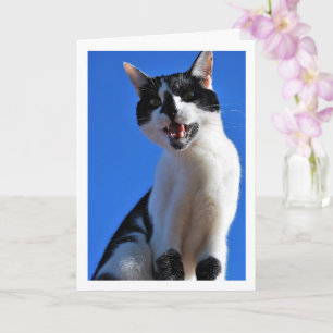 Black and White Cat, Blue Sky Card