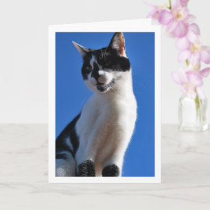 Black and White Cat, Blue Sky Card