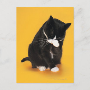 Black and White Cat cleaning face with paw Postcard