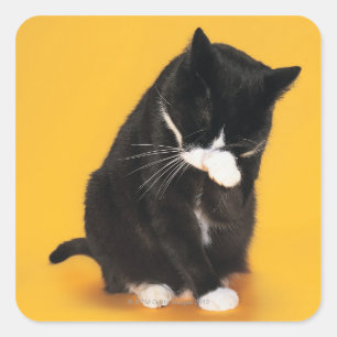 Black and White Cat cleaning face with paw Square Sticker