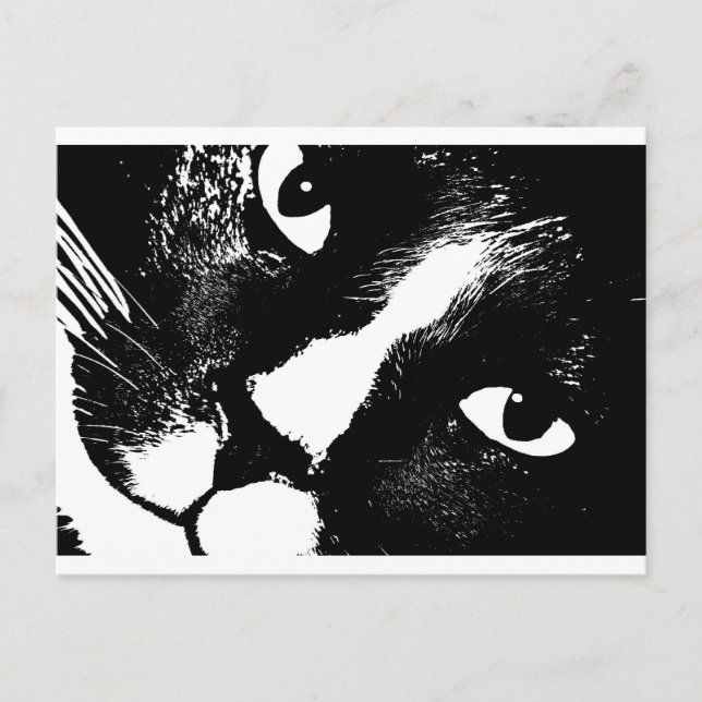Black and white cat face close up postcard (Front)
