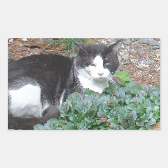 Black and white cat in greenery sticker (Front)