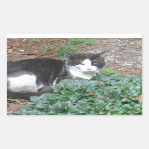 Black and white cat in greenery sticker