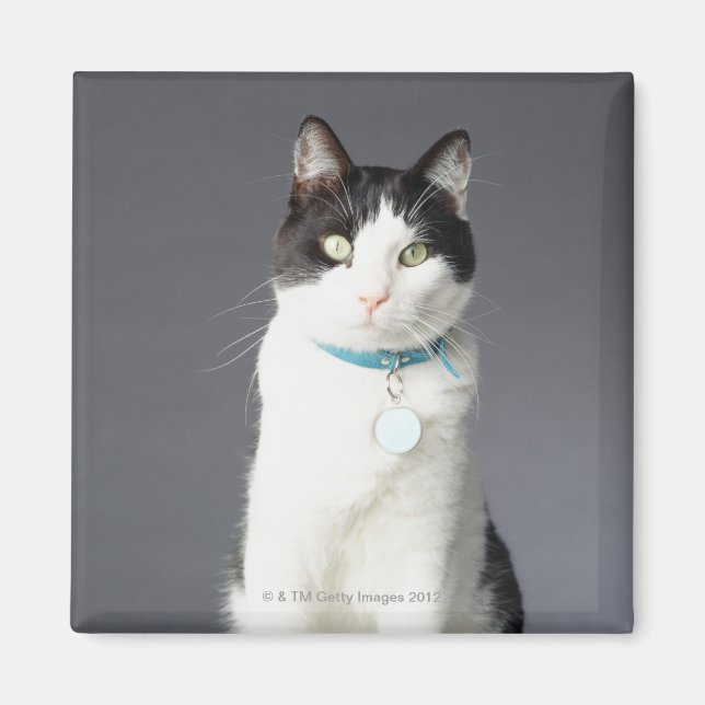 Black and white cat magnet (Front)