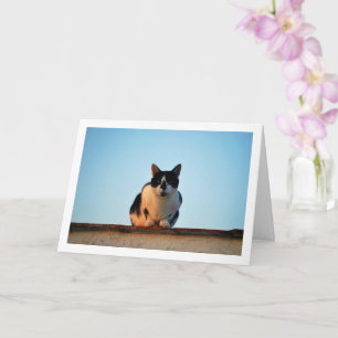 Black and White Cat on Roof Card