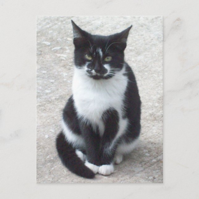 Black and White Cat Photo Postcard (Front)