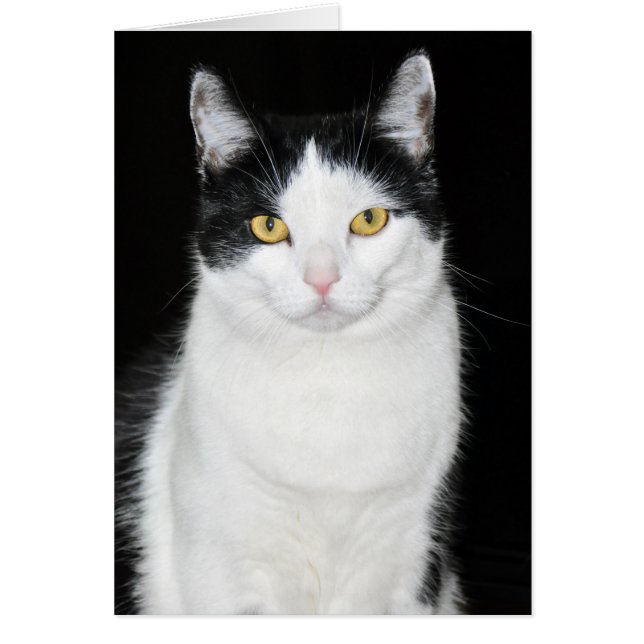 Black and White Cat Portrait (Front)