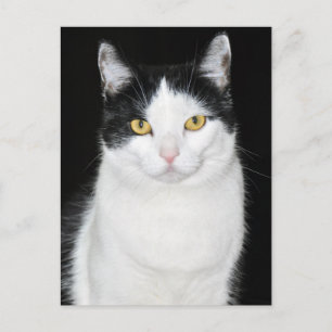Black and White Cat Portrait Postcard