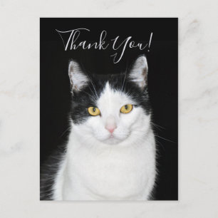Black and White Cat Portrait Postcard