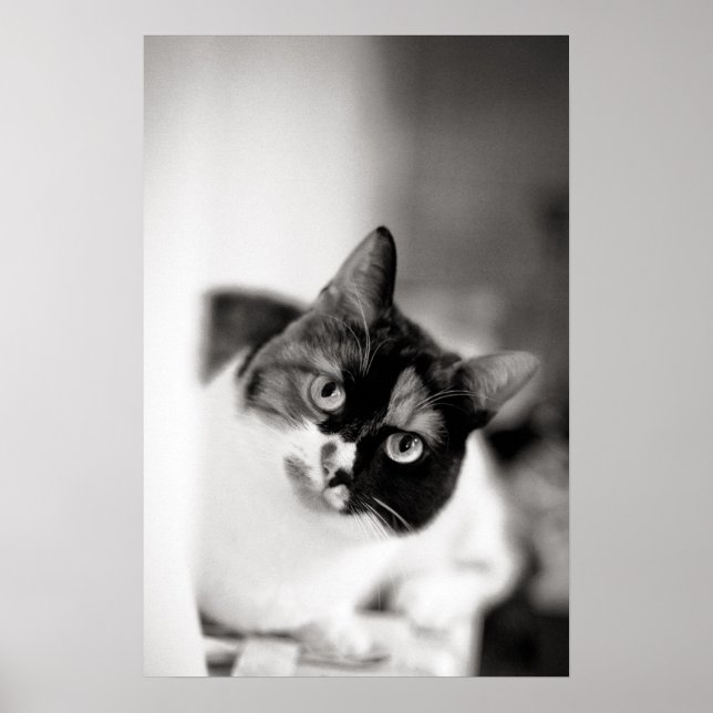 Black and white cat portrait poster (Front)