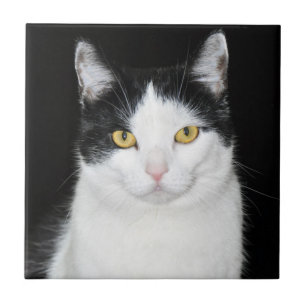 Black and White Cat Portrait Tile