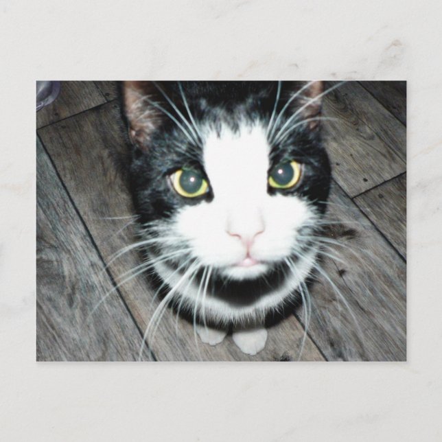 Black And White Cat Postcard (Front)