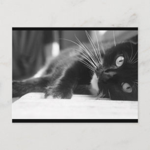 Black and White Cat Postcard
