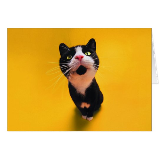 Black and white cat-tuxedo cat-pet kitten-pet cat card